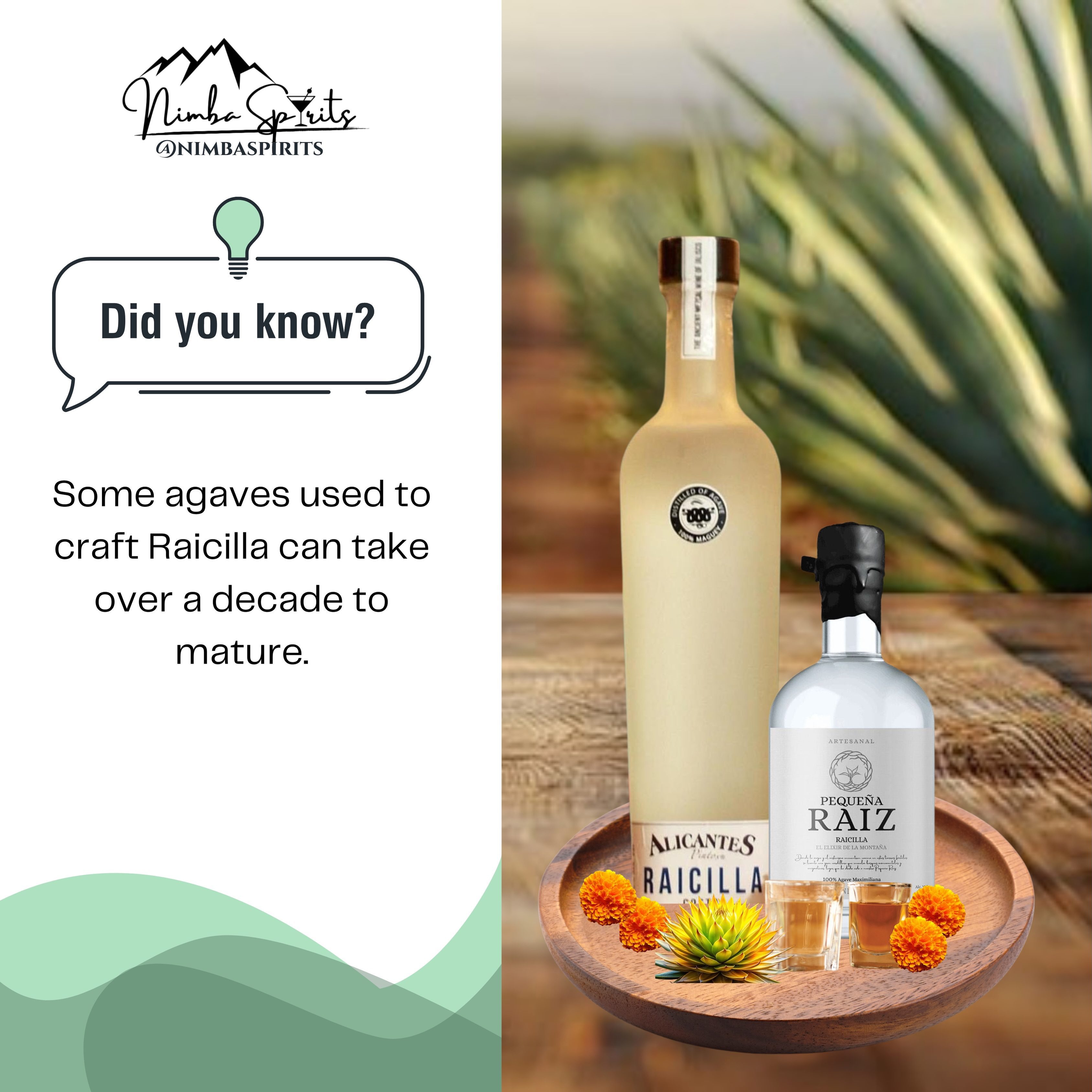 Patience is part of the craft. 🏔️🥃
Some agaves used to craft Raicilla spend over a decade maturing across the mountains and coastal regions of Jalisco.
⛰️ In the mountains, cooler elevations produce deeper, earthy, herbaceous expressions.
🌊 Along the coast, warmer climates create brighter, tropical, mineral-driven profiles.
Year after year, the agave develops character from the land before a single drop is ever distilled.
Long before the bottle…
the craft has already begun. 🏔️🥃
#nimbaspirits #raicilla