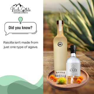 Unlike tequila, which is produced from Blue Weber agave, Raicilla can be made from several agave varieties—including Maximiliana and Rhodacantha.

Each variety brings its own character to the spirit, influenced by where it grows and how it’s produced.

Different agaves. Distinct expressions. One remarkable tradition.

#nimbaspirits #raicilla