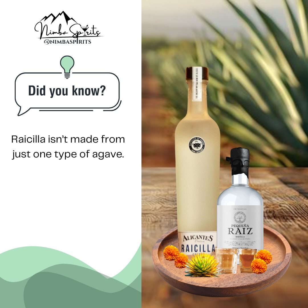 Unlike tequila, which is produced from Blue Weber agave, Raicilla can be made from several agave varieties—including Maximiliana and Rhodacantha.

Each variety brings its own character to the spirit, influenced by where it grows and how it’s produced.

Different agaves. Distinct expressions. One remarkable tradition.

#nimbaspirits #raicilla